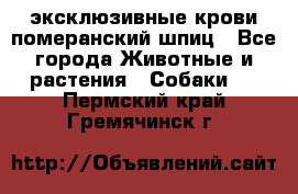 эксклюзивные крови-померанский шпиц - Все города Животные и растения » Собаки   . Пермский край,Гремячинск г.